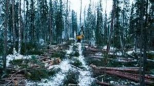 В Красноярском крае задержали мужчину, который поджег лес «от скуки»