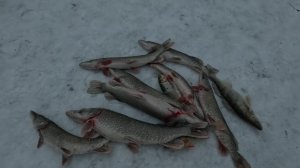 РЫБАЛКА  в СЕЛЕЗНЕВО Алтайский край.