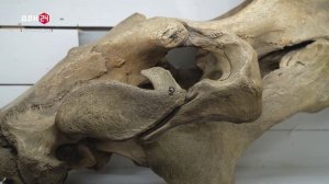 Выставка «Судьба командора»