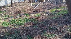 Вранье Мэрии Кисловодска продолжается! Варварство и кощунство... Часть-2. 16.12.2025 г.