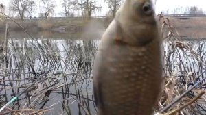 Рыбалка в зарослях камыша в шумном городе зимой