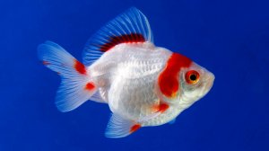 🐠 УСПОКАИВАЮЩАЯ МУЗЫКА ДЛЯ СНА И ВОССТАНОВЛЕНИЯ НЕРВНОЙ СИСТЕМЫ 🎵 РАССЛАБЛЯЮЩАЯ МУЗЫКА ДЛЯ ДУШИ