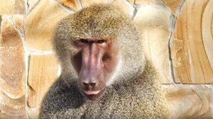 Гляди, что ВЫТВОРЯЕТ! Веня РАЗРЫВАЕТСЯ, дамский УГОДНИК!Но жена МИЛЕЕ, сказала ДОМОЙ, значит, домой!