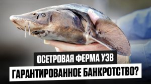 8 из 10 ОСЕТРОВЫХ ФЕРМ ПРОГОРАЮТ?! Вот Почему...