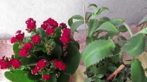 Какой грунт нужен Каланхоэ и как  ухаживать за суккулентом