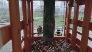 Всем доброе утро ☕ Кушаем орехи грецкие и семечки 😋.