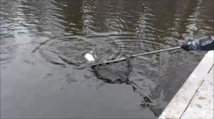 Форель поймана на разные приманки. Клёвое место, Лосиный остров, спорт-зона.