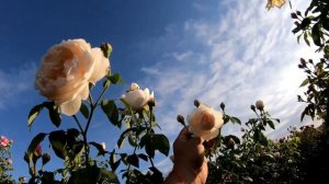 Розыгрыш Штамбовых роз Осень 2026 от производителя!