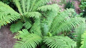 Папоротник Страусник в саду это изящество и красота тенистых мест