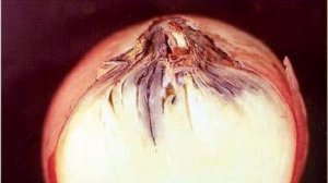 Меры борьбы с болезнями лука