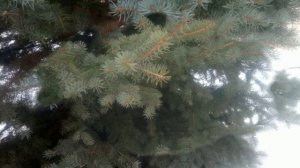 ЕЛКИ ИГОЛКИ )