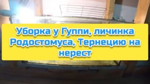Уборка у Гуппи, личинка Родостомуса, Тернецию на нерест