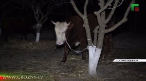 Жительнице станицы Старогладовской подарили четыре коровы после обращения на Прямую линию Главы ЧР