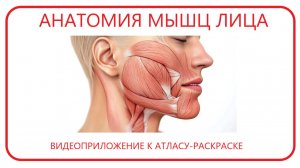 Анатомия мышц лица