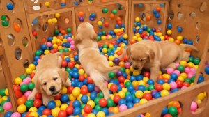 РАЗВЛЕКАТЕЛЬНОЕ ВИДЕО ДЛЯ ДЕТЕЙ