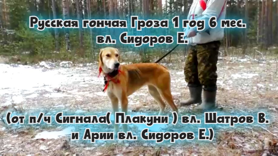 Русская гончая Гроза 1 год 6 мес.  вл. Сидоров Е. #охотасгончей#собака #животные #топ #hunting