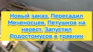 Новый заказ. Пересадил Меченосцев. Петушков на нерест. Запустил Родостомусов в травник