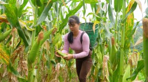 Собираю початки клейкой кукурузы, и на грузовике везу на продажу. Фуонг. Жизнь во Вьетнаме