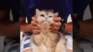 Милые котики(пародия на ИИ шлак)