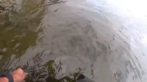 ЖДЕМ ПЕРВЫЙ ЛЁД.  Рыбалка в проводку на поплавок.