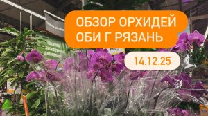 🟠ОБЗОР ОРХИДЕЙ ОБИ Рязань #интересныенаходки #обзорфаленопсисов #орхидеиобзор #уценкиорхидей #орхи