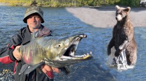 РЫБАЛКА, красная икра и МЕДВЕДИ 💥 на ОЧЕНЬ рыбной реке.