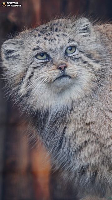 Манул Намика вышла на солнце, а оно спряталось. Ленинградский зоопарк