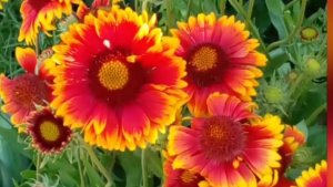 Цветок Гайлардия — огненный всплеск среди зелени#цветы