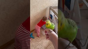 Волнистый попугай Антошка