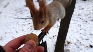 Удалось покормить Балерину