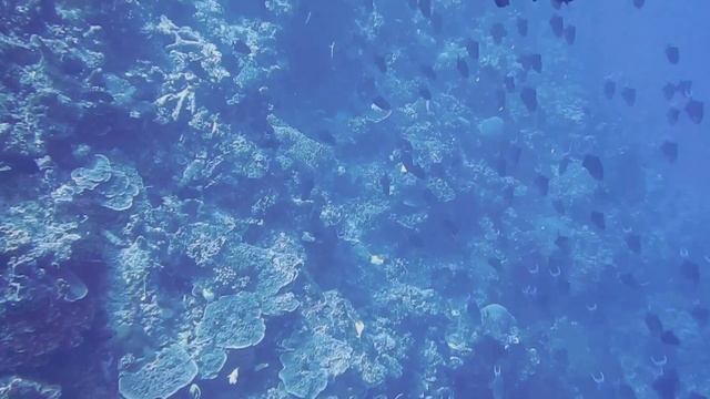 Подводный мир