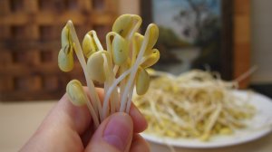 Корейская кухня: Как прорастить сою (соевые бобы) 콩나물
