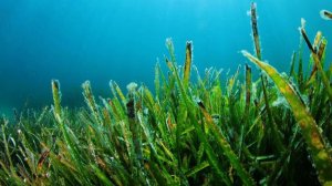 2 леща над травой гуляют.