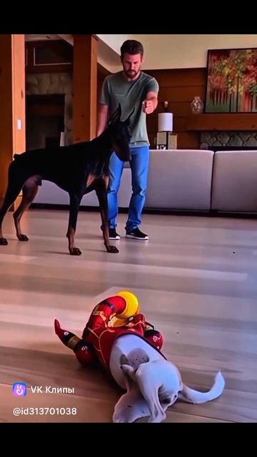 Приколы с животными