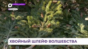 На ёлочных базарах Владивостока представлен парад новогодних красавиц