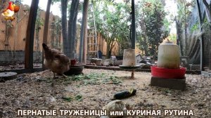 Куриная рутина – что делают куры на выгуле 😂 эпизод (88)