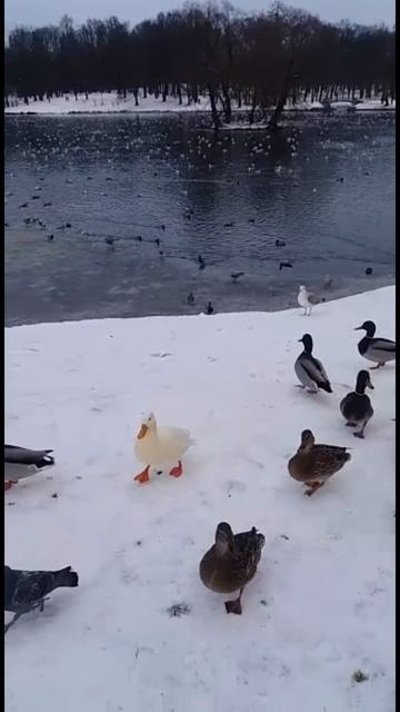 Пернатые жители Гатчинского парка