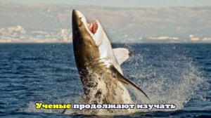 В США неизвестная акула напала на серфера