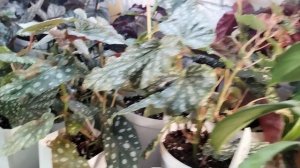 Обзор моих растений. Часть 5. Заключительная.