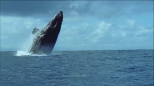 Киты и льды (симфоническая сюита)