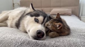 Большой Хаски пытается игнорировать маленького котёнка ❤️🔥