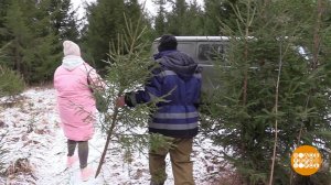 Рубим елку сами: а что, так можно? Доброе утро. Фрагмент выпуска от 16.12.2025