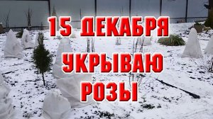 15 декабря. Укрываю розы