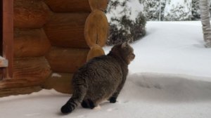 ДНЕВНИК лесного кота БАРСИКА: «Главный по хозяйству!»  - 16.12.2025