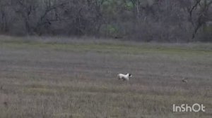 Uncompromising Nelli