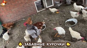 Забавные курочки несушки на сельском подворье 🤗😂😜 (52)