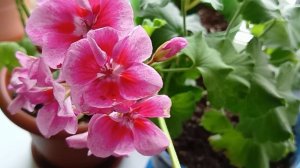 Уход за Королевской Пеларгонией