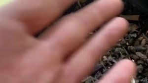 Питание растений. Новый взгляд. Прорыв. Часть пятая.