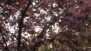 Запах сирени