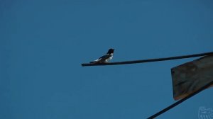 А. Шнитке – Балет Эскизы.  A. Schnittke.  Ballet Sketches